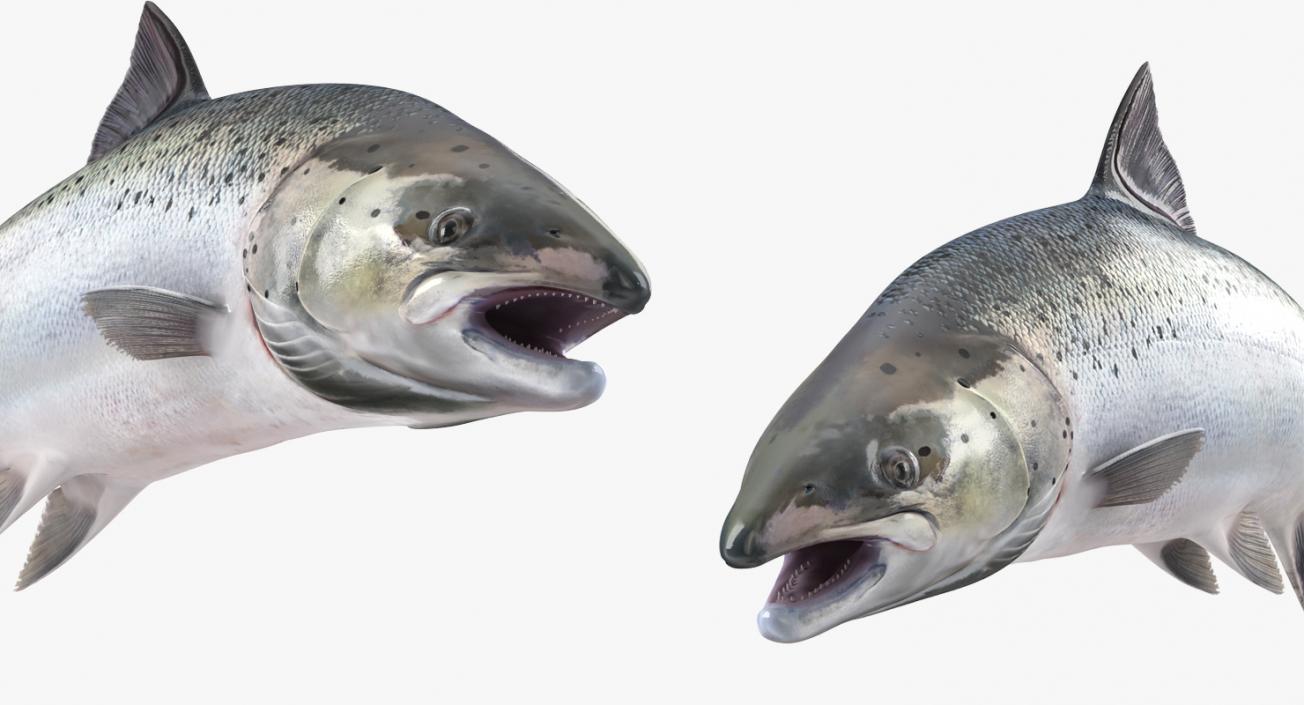 3D Atlantic Salmon Fish Attacks model