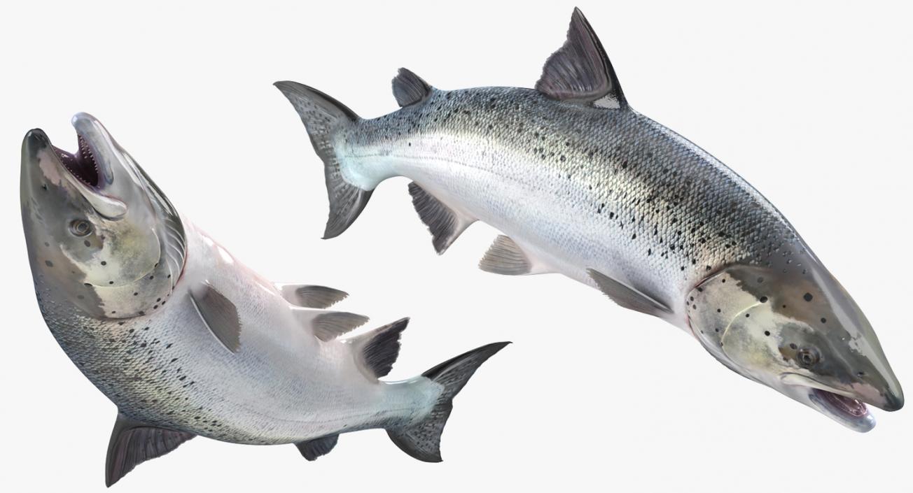 3D Atlantic Salmon Fish Attacks model