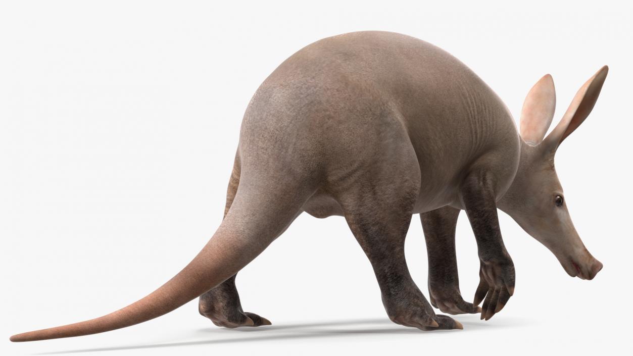 3D Mammal Aardvark Walking Pose model