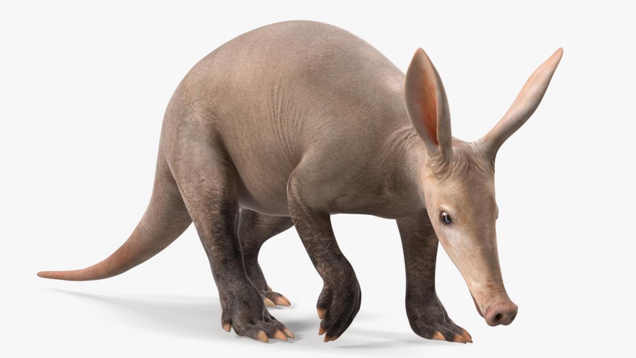 3D Mammal Aardvark Walking Pose model