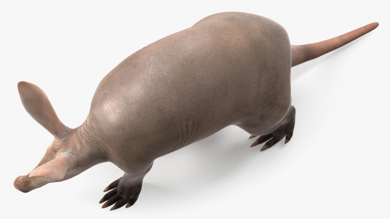 3D Mammal Aardvark Walking Pose model