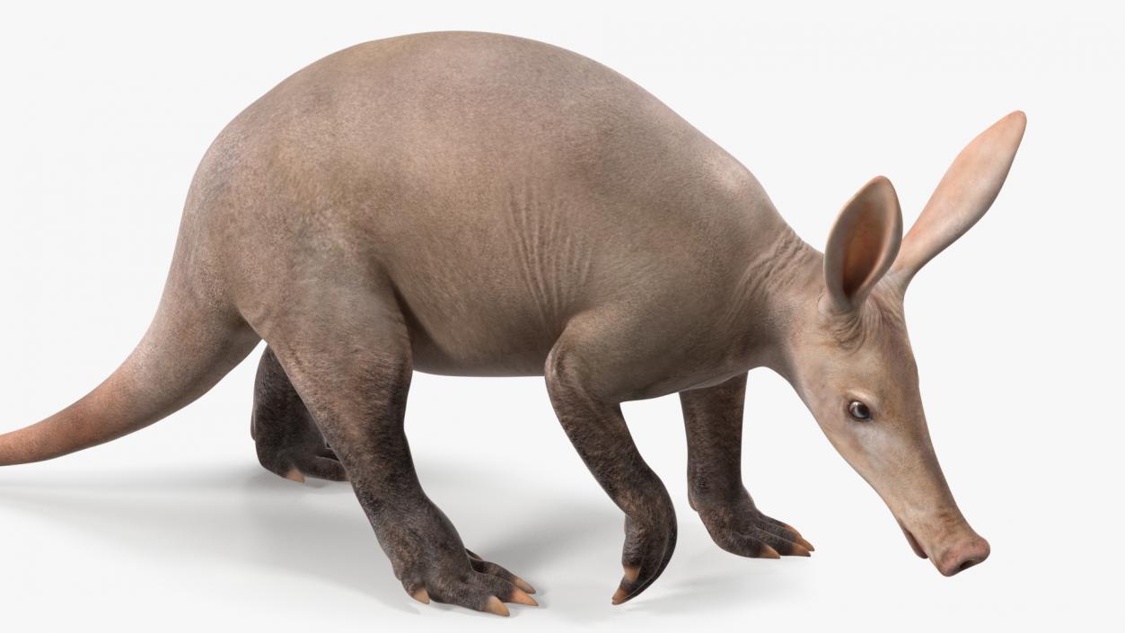 3D Mammal Aardvark Walking Pose model