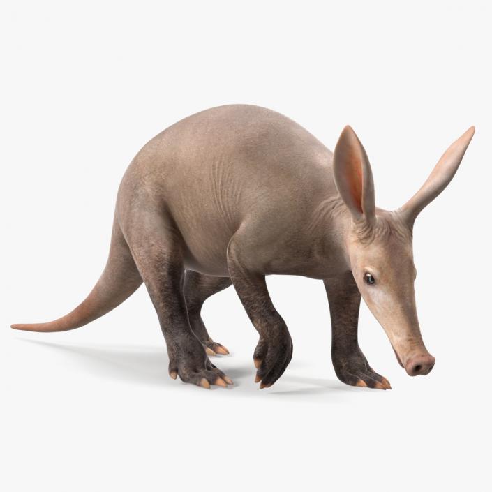 3D Mammal Aardvark Walking Pose model