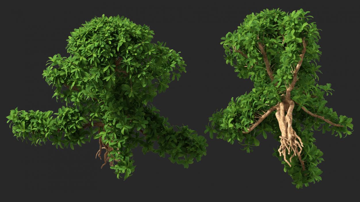 3D Small Bonsai Green Tree model