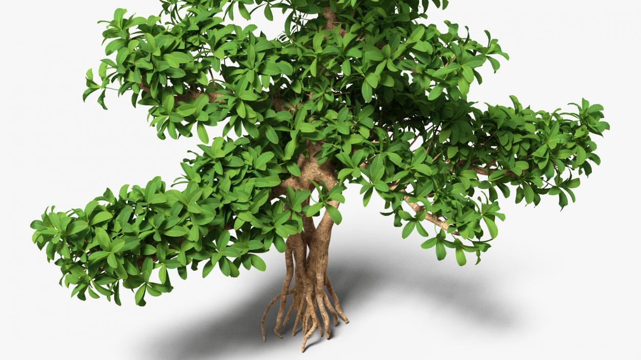 3D Small Bonsai Green Tree model