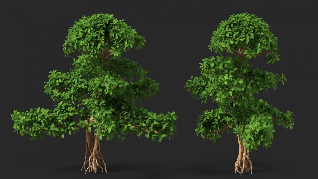 3D Small Bonsai Green Tree model