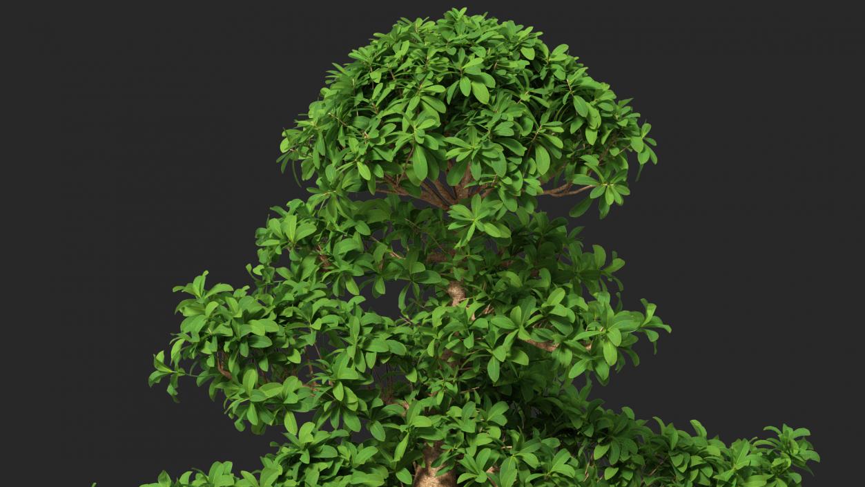 3D Small Bonsai Green Tree model