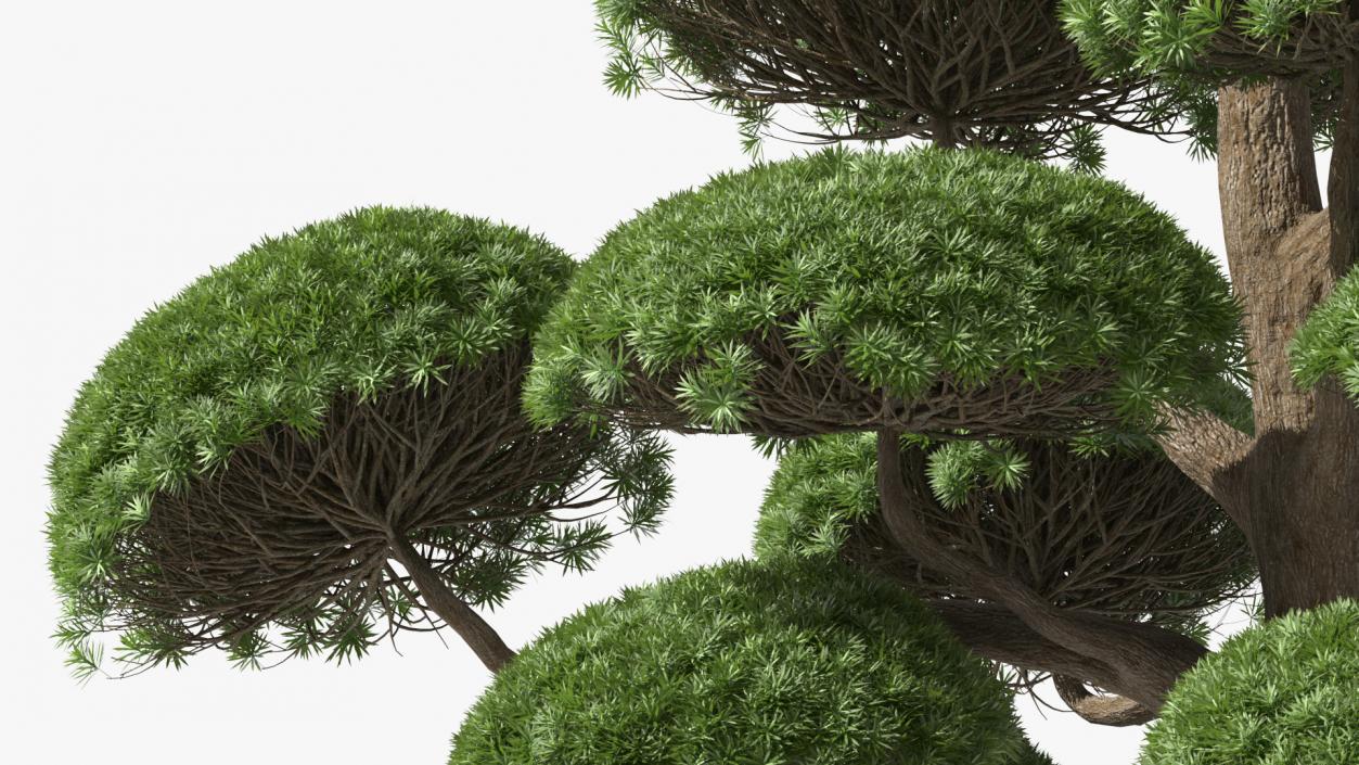 Podocarpus Big Tree 3D model