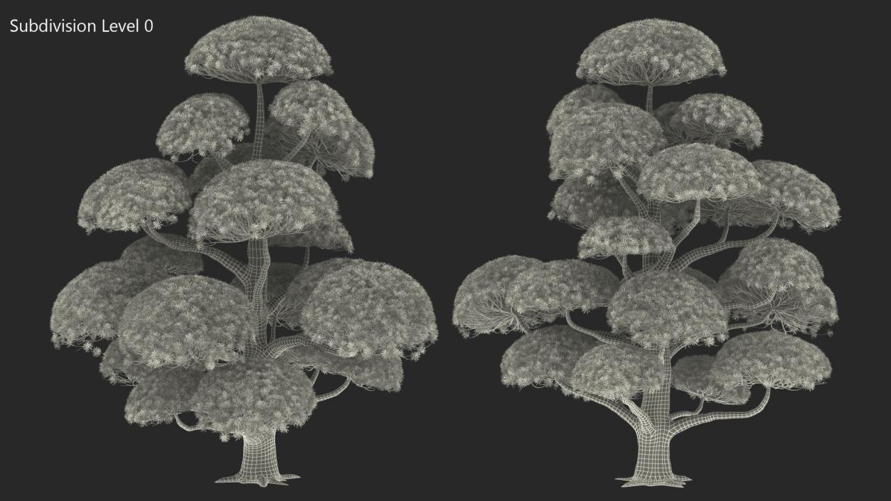 Podocarpus Big Tree 3D model