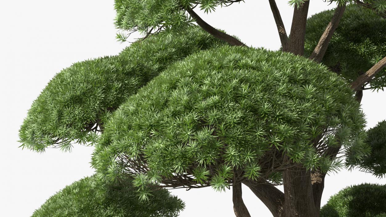 Podocarpus Big Tree 3D model