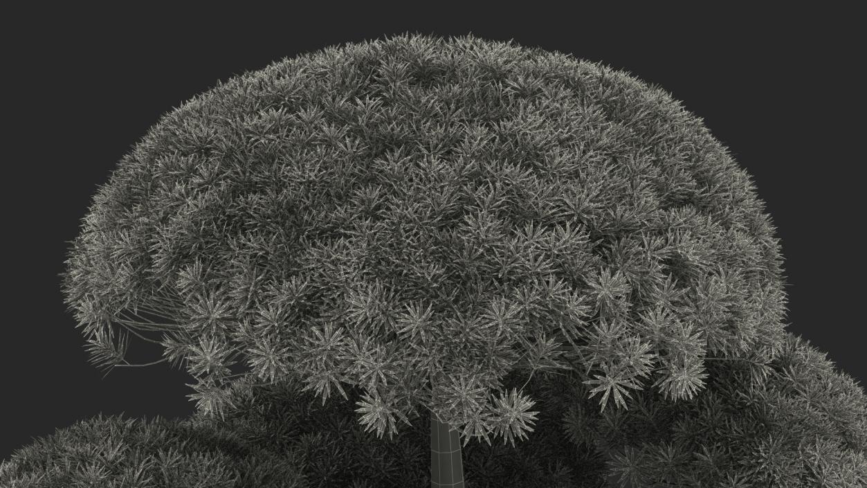 Podocarpus Big Tree 3D model