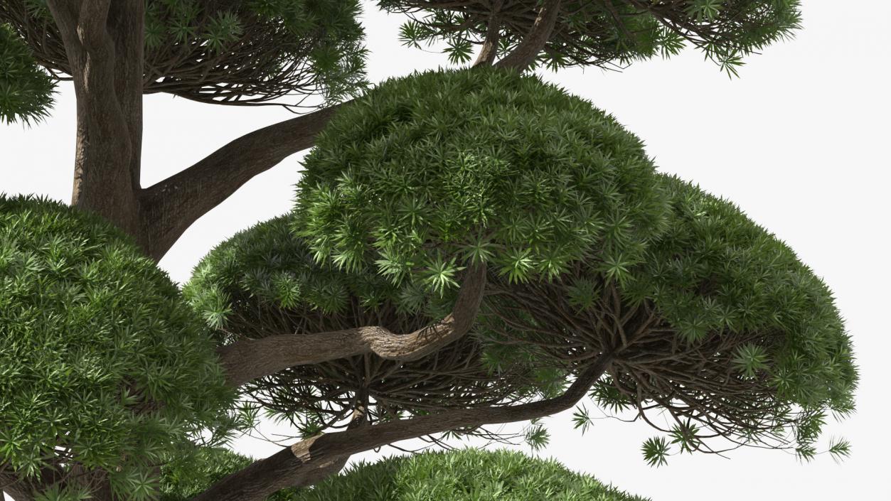 Podocarpus Big Tree 3D model