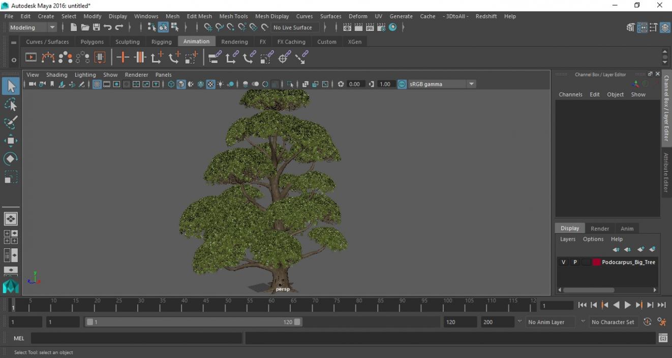 Podocarpus Big Tree 3D model