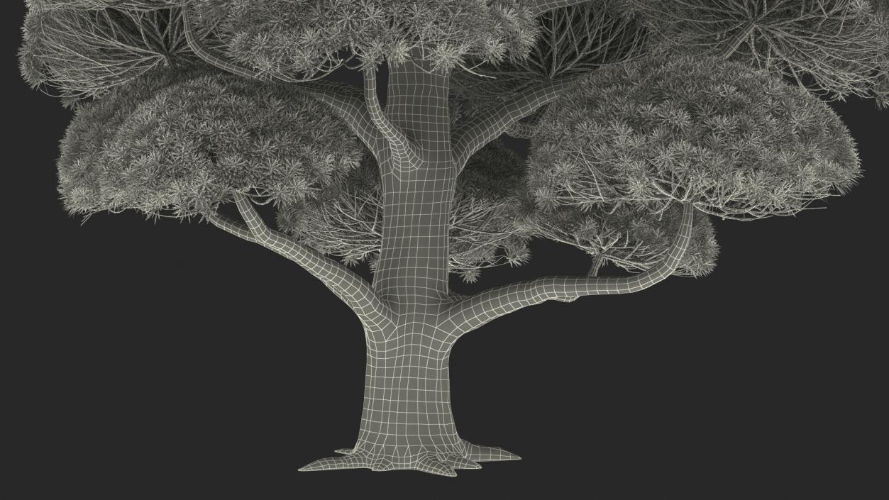 Podocarpus Big Tree 3D model