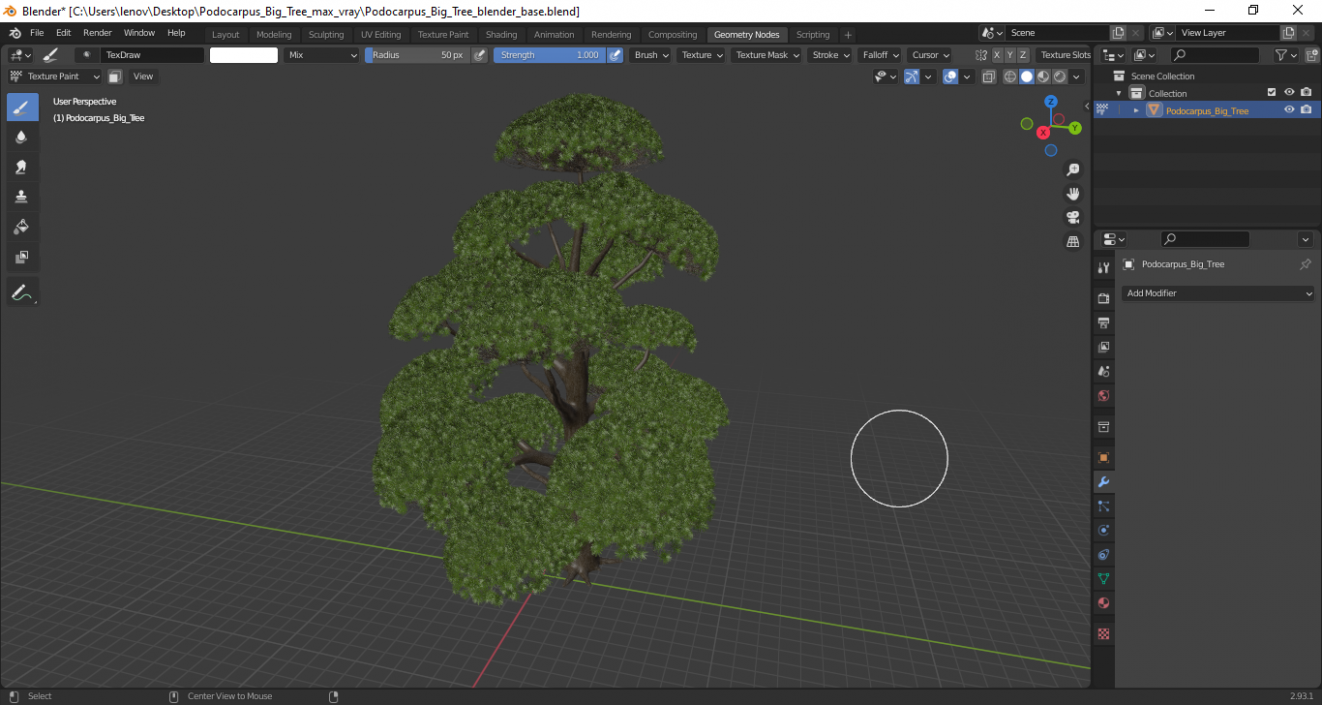 Podocarpus Big Tree 3D model