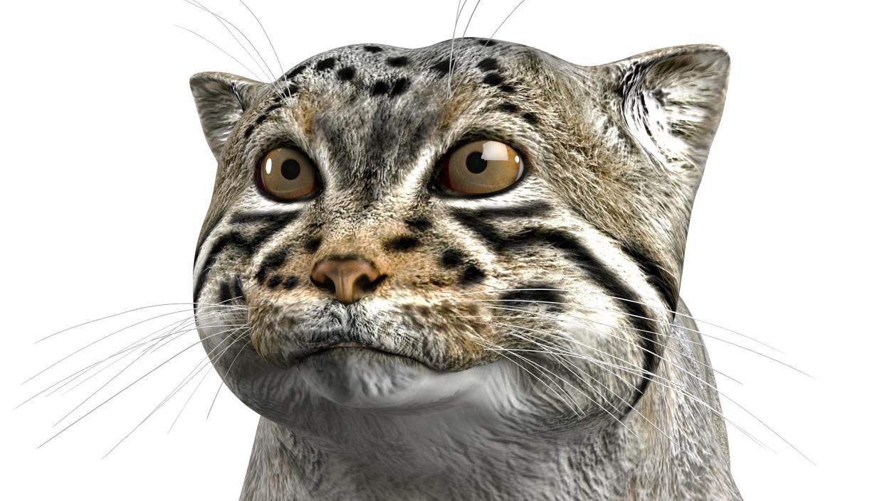 3D model Manul Cat is Walking