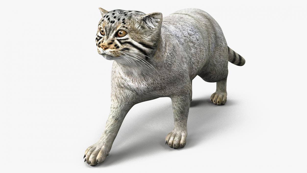 3D model Manul Cat is Walking