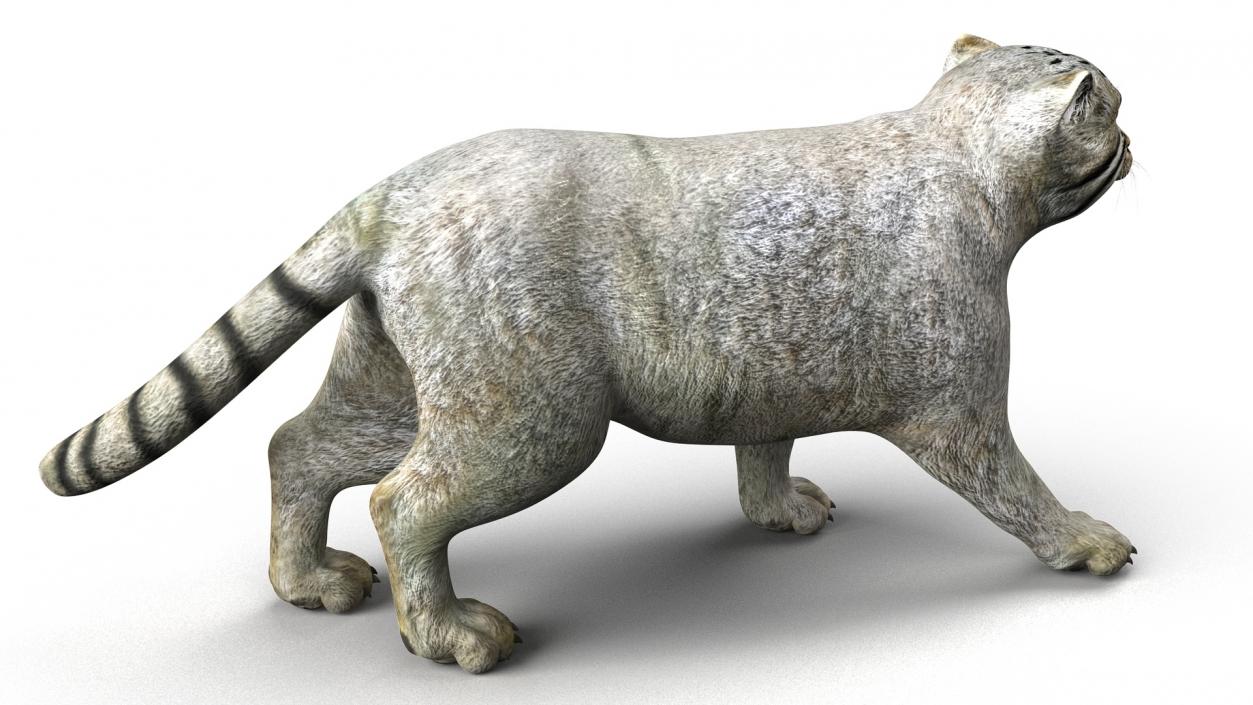 3D model Manul Cat is Walking