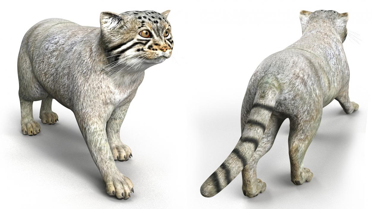 3D model Manul Cat is Walking