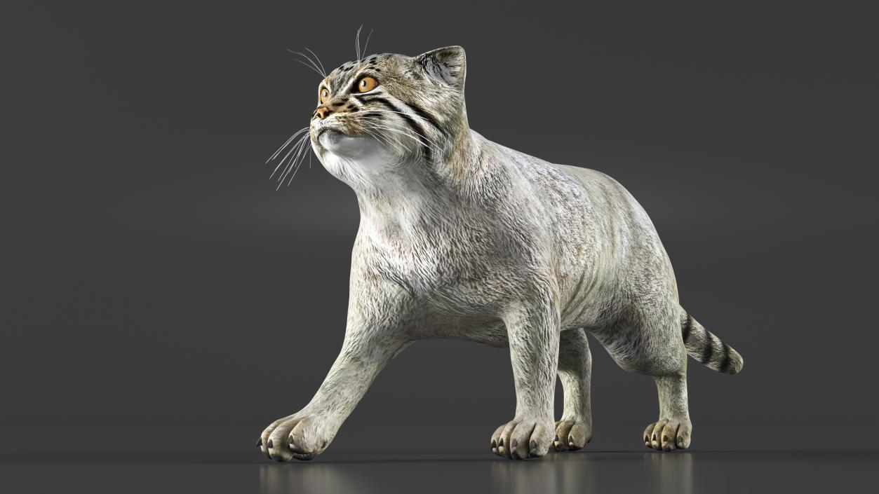 3D model Manul Cat is Walking