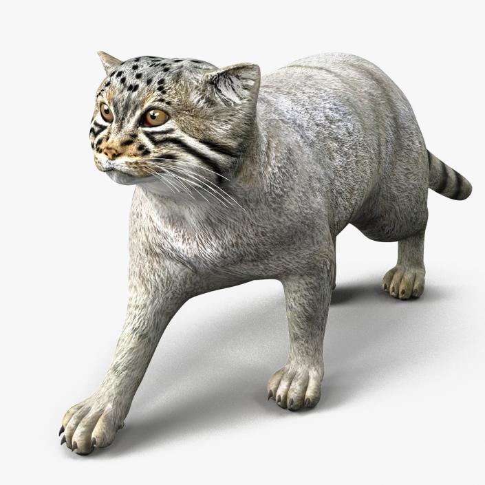 3D model Manul Cat is Walking