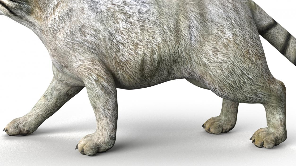 3D model Manul Cat is Walking