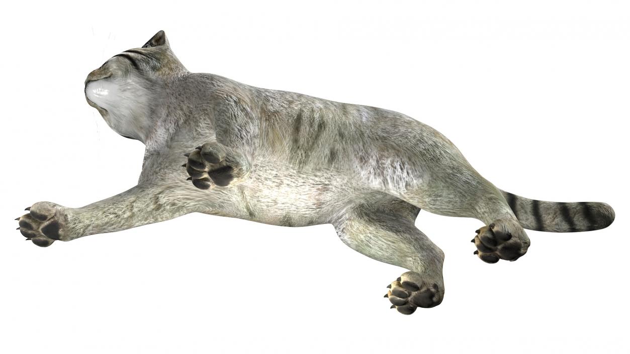 3D model Manul Cat is Walking