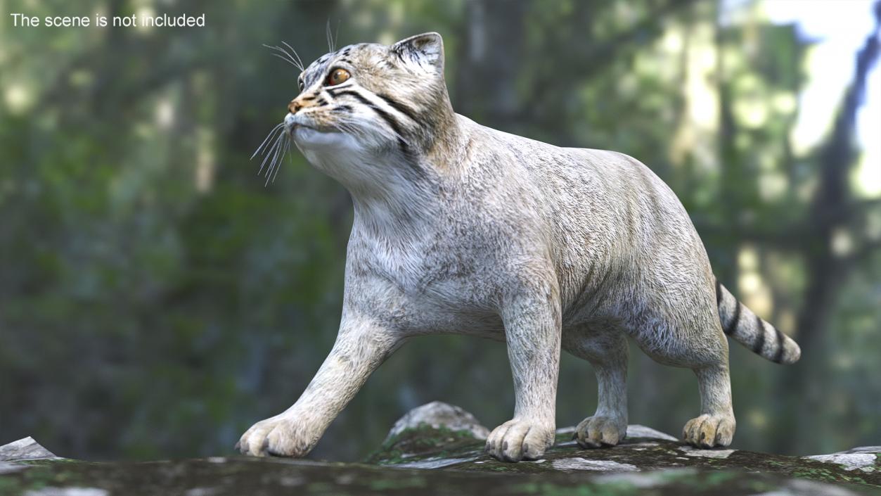 3D model Manul Cat is Walking