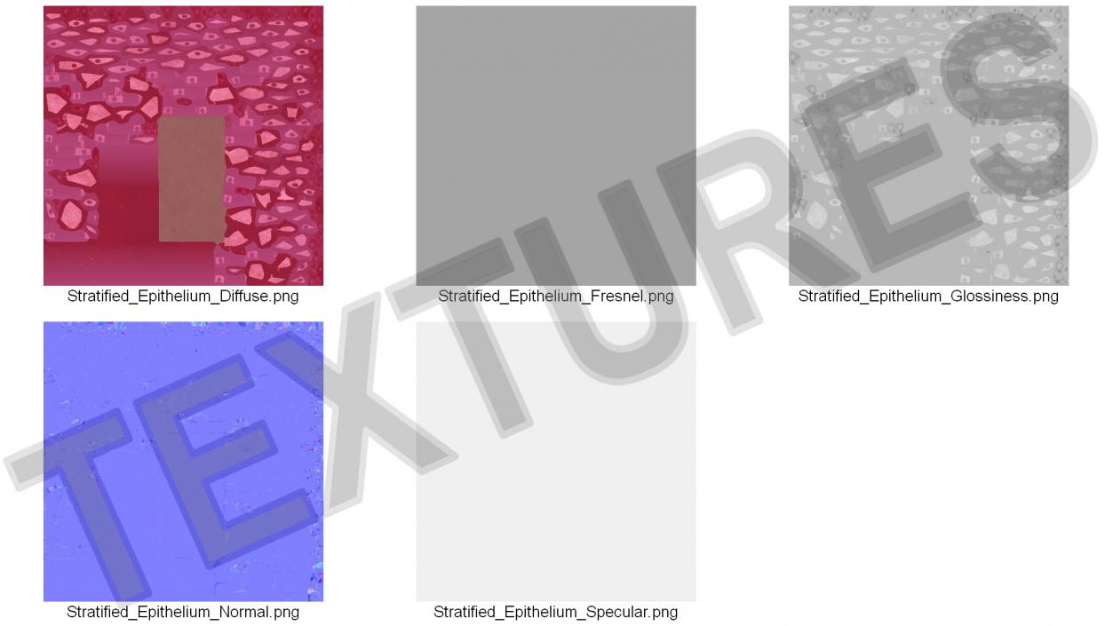 3D Stratified Epithelium