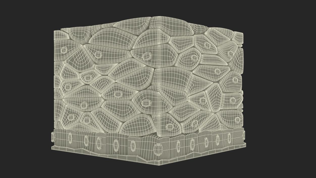 3D Stratified Epithelium