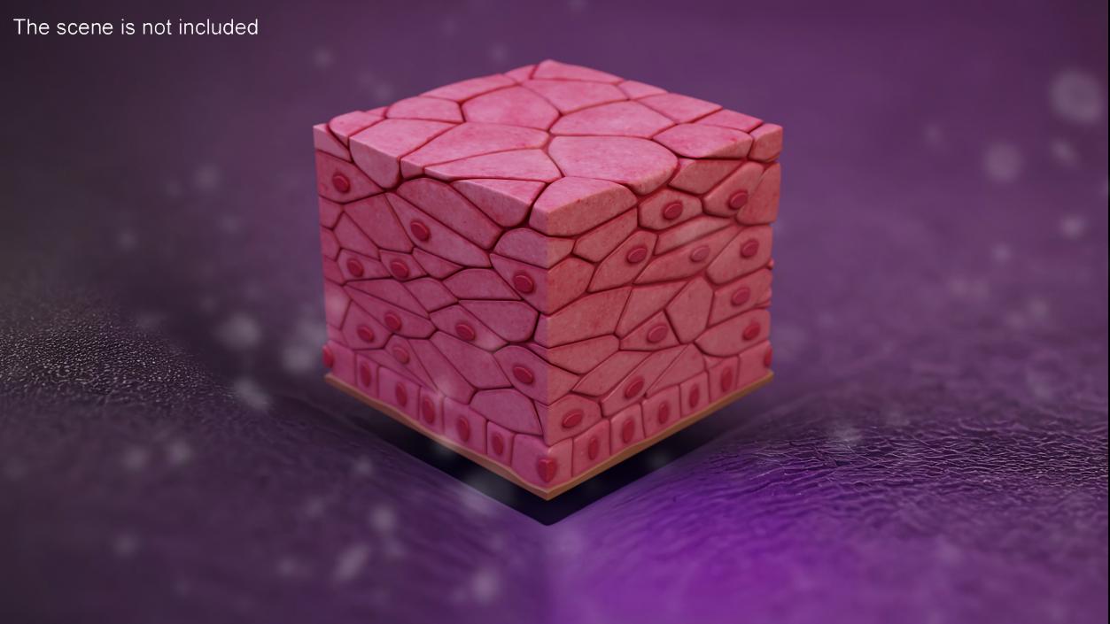 3D Stratified Epithelium