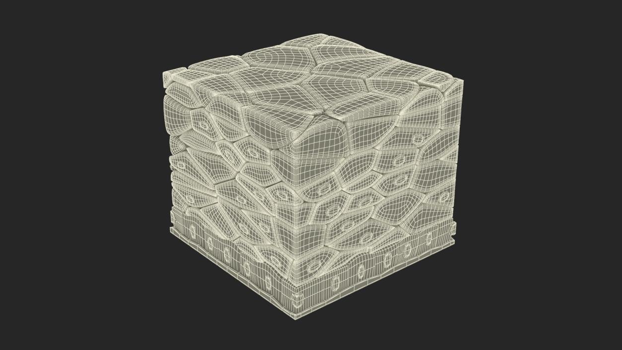 3D Stratified Epithelium