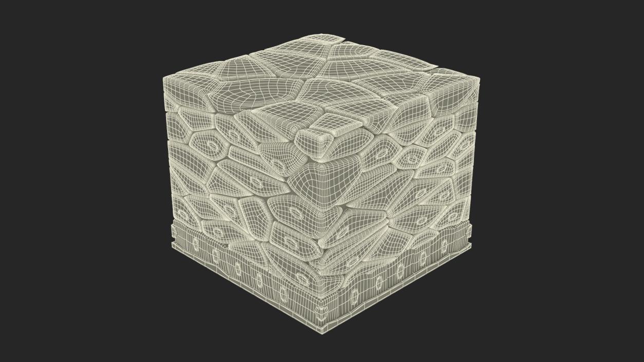 3D Stratified Epithelium