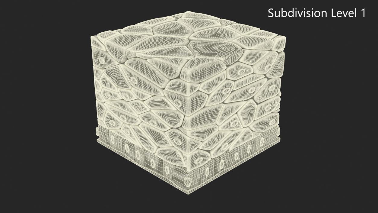 3D Stratified Epithelium