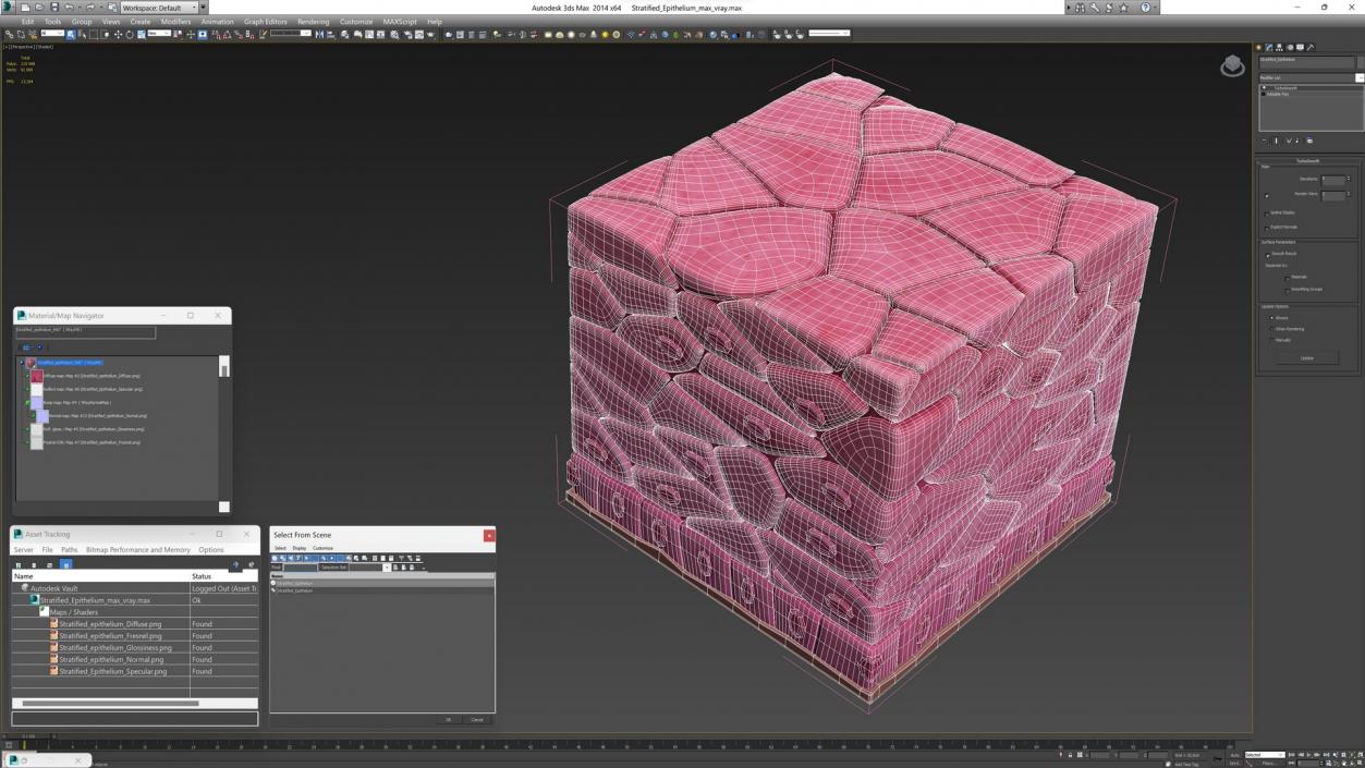 3D Stratified Epithelium