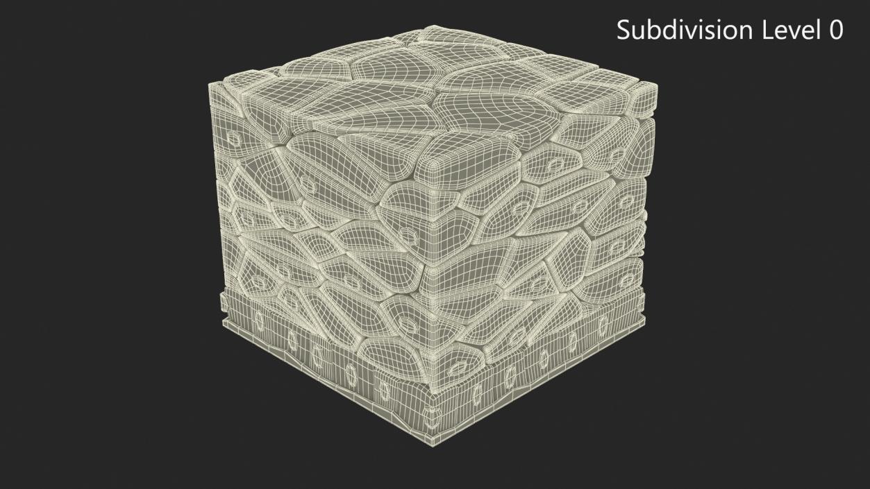 3D Stratified Epithelium