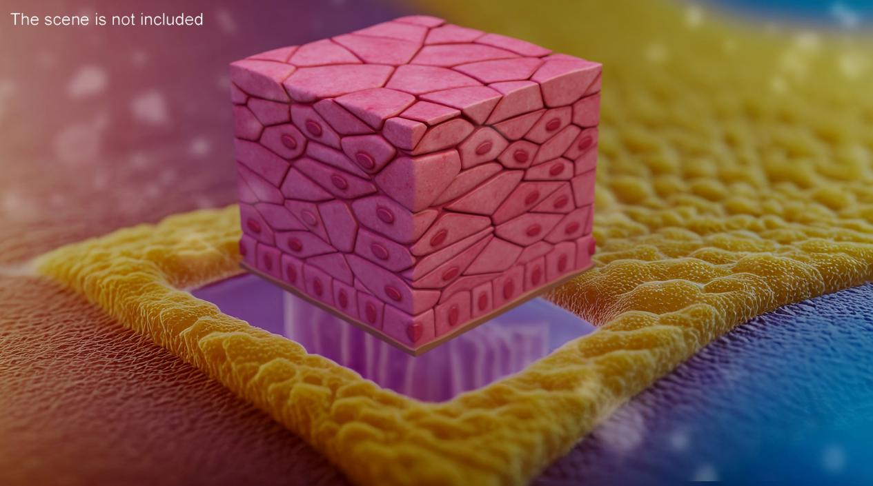 3D Stratified Epithelium