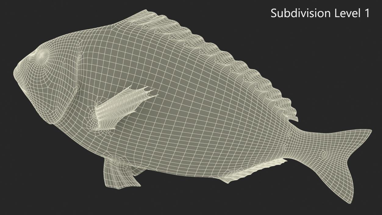 3D Gilt-head Sea Bream Fish Swimming model