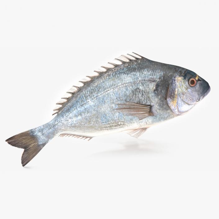 3D Gilt-head Sea Bream Fish Swimming model