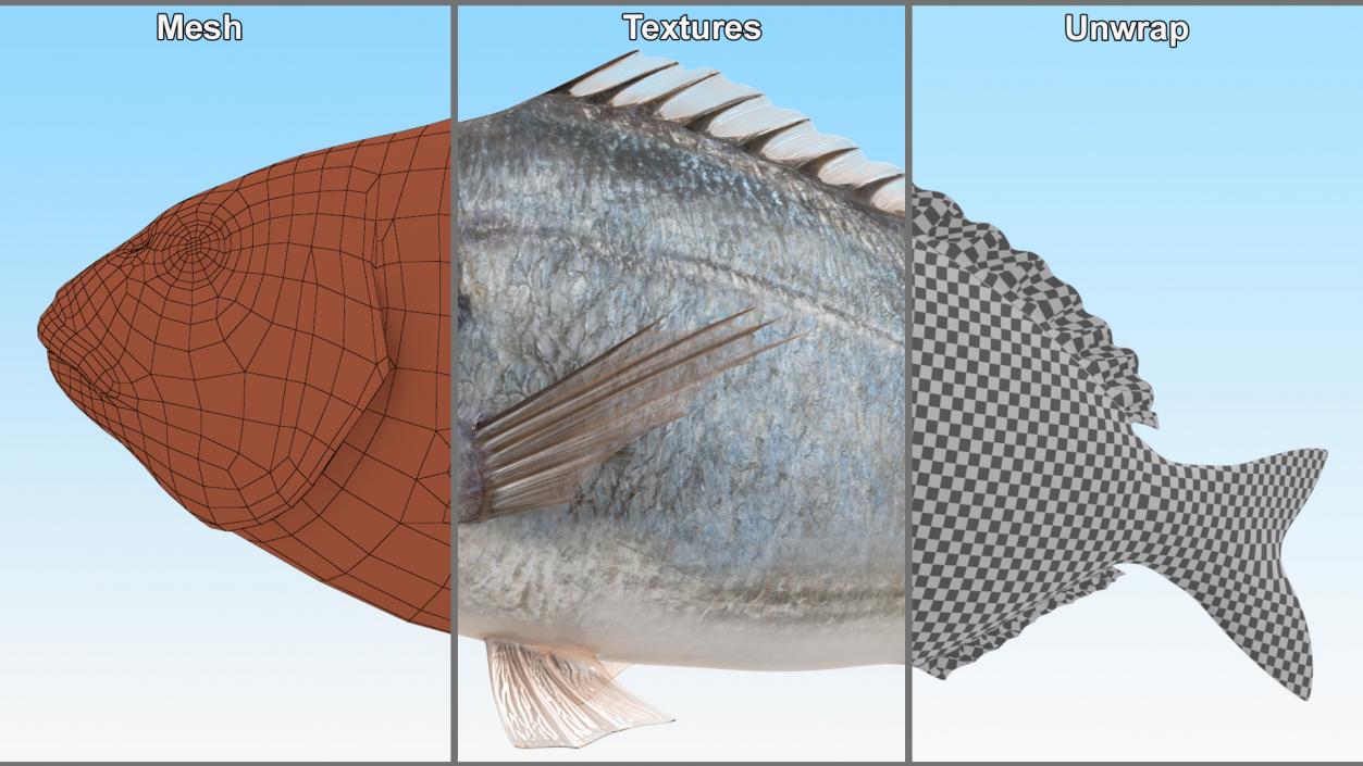 3D Gilt-head Sea Bream Fish Swimming model