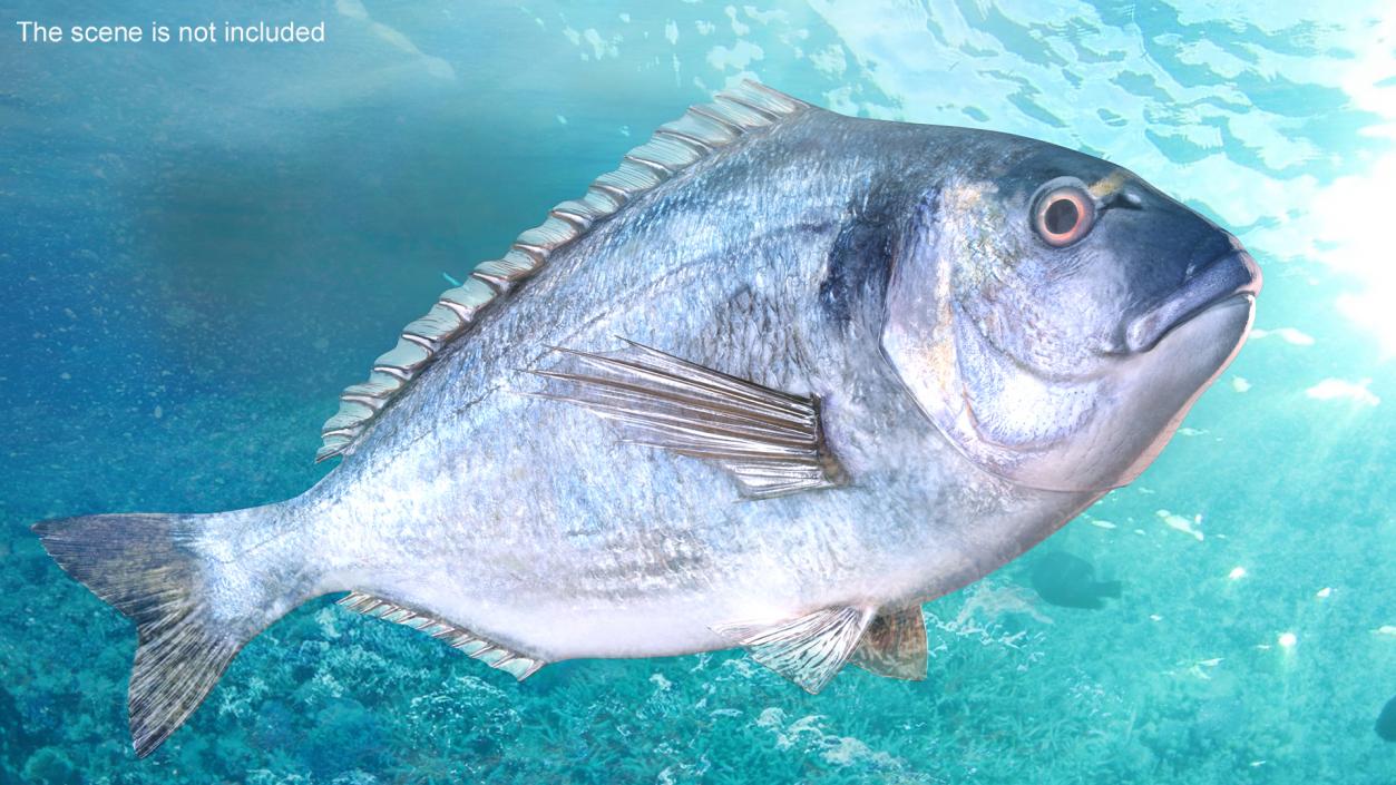 3D Gilt-head Sea Bream Fish Swimming model