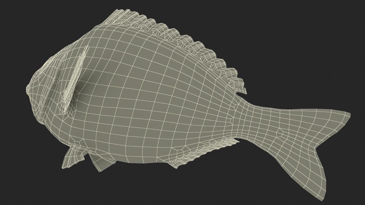 3D Gilt-head Sea Bream Fish Swimming model