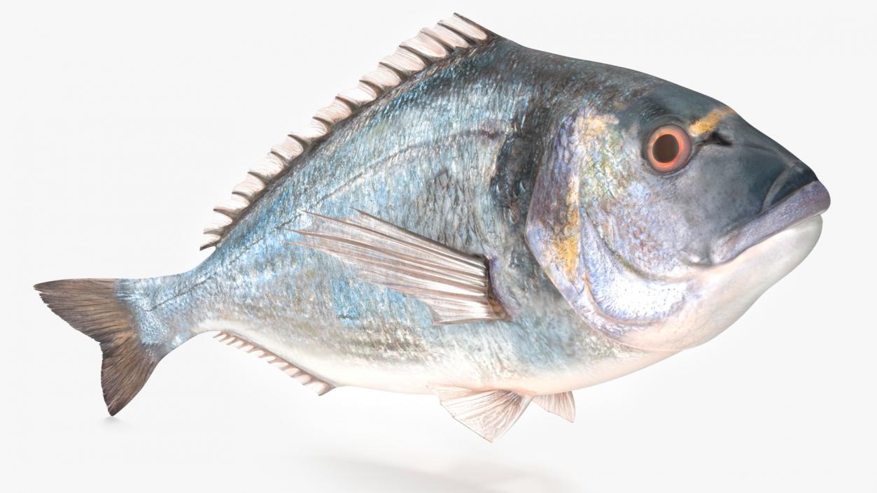 3D Gilt-head Sea Bream Fish Swimming model