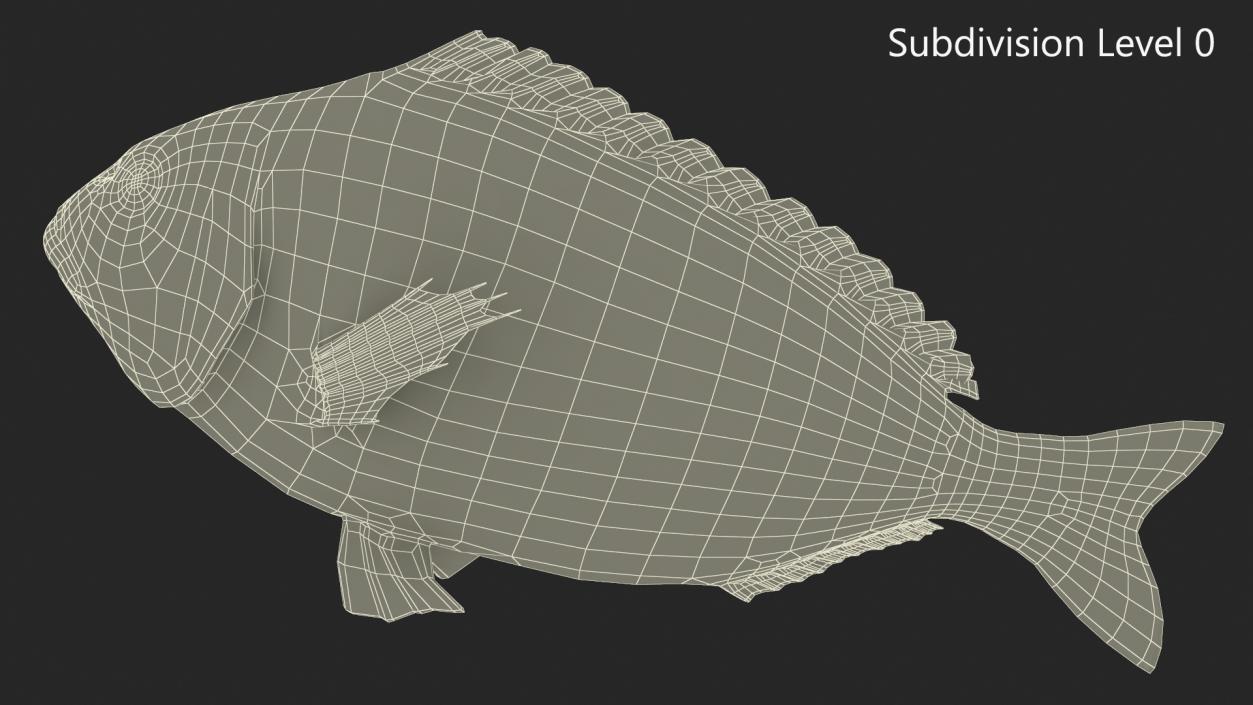 3D Gilt-head Sea Bream Fish Swimming model