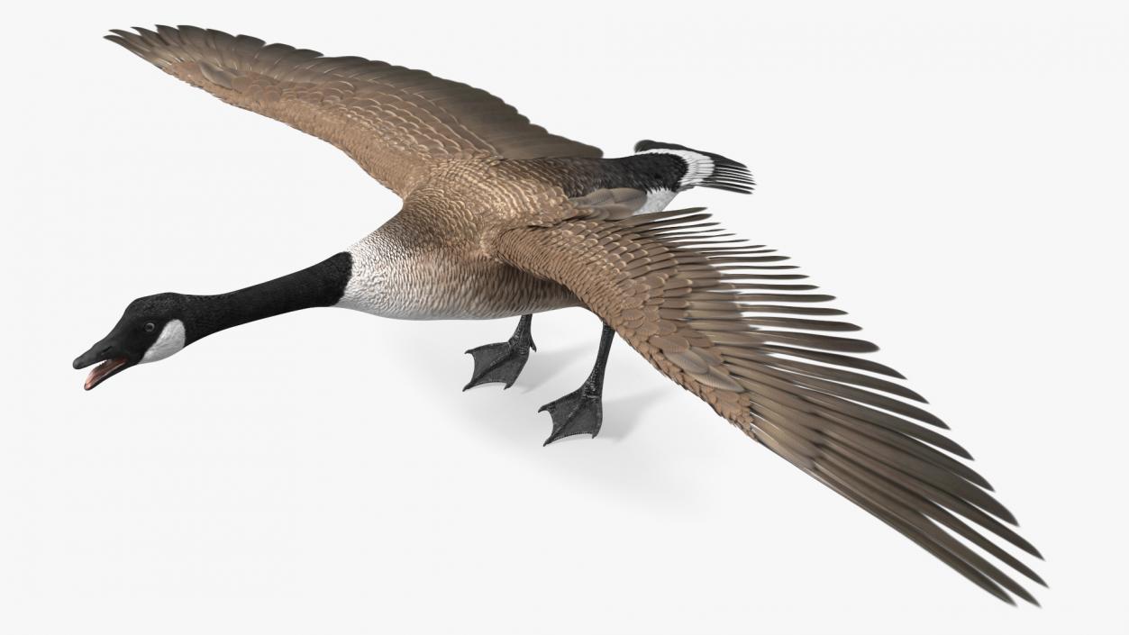 3D model Wild Goose