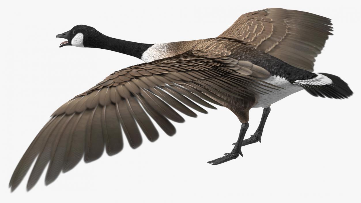 3D model Wild Goose