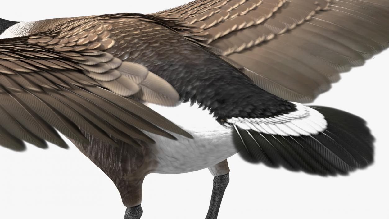 3D model Wild Goose