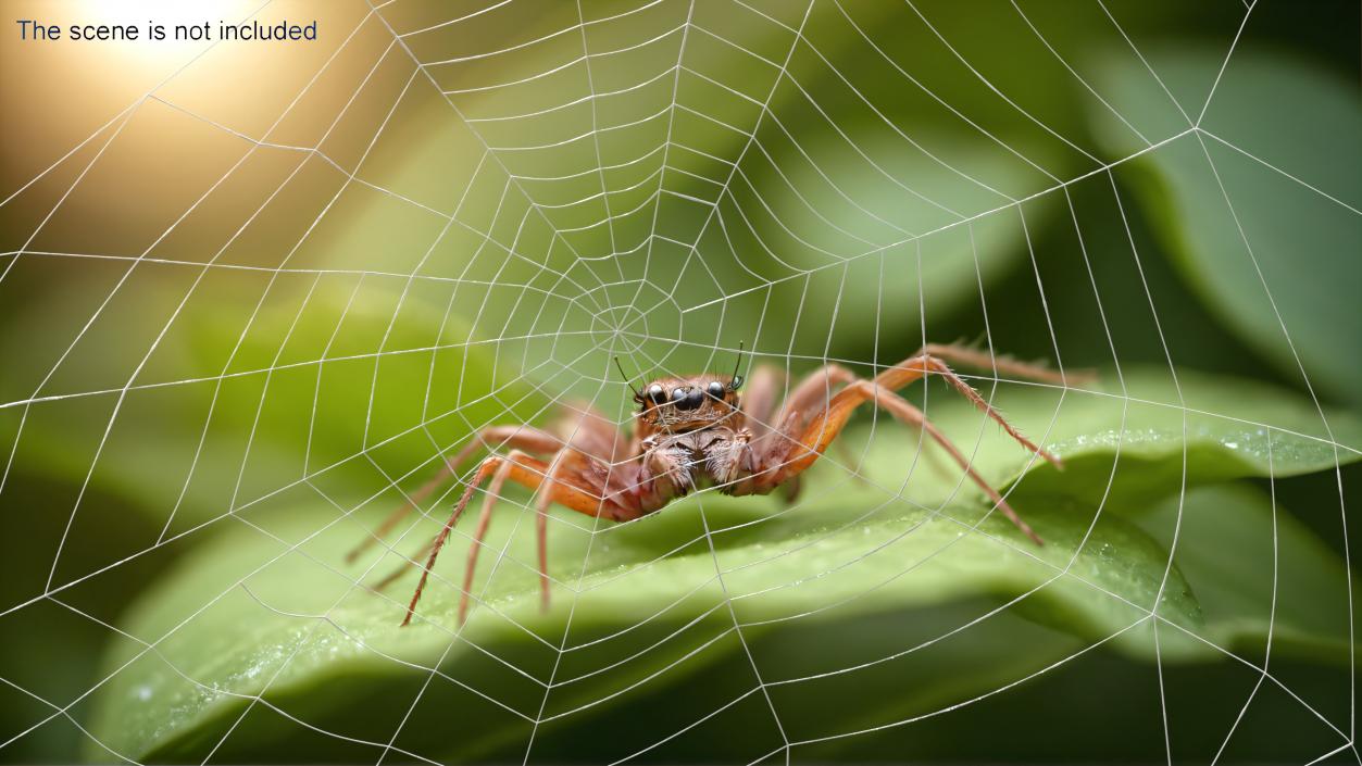 3D Triangular Shaped Spider Web model