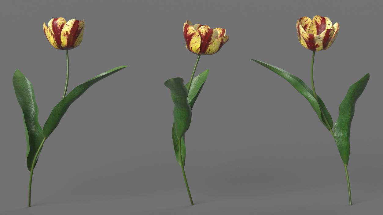 Blooming Banja Luka Tulip Flower 3D