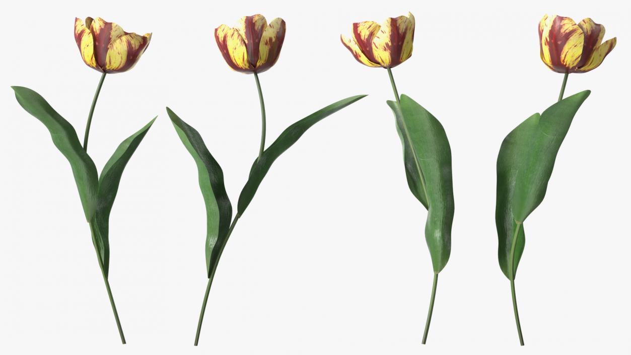 Blooming Banja Luka Tulip Flower 3D